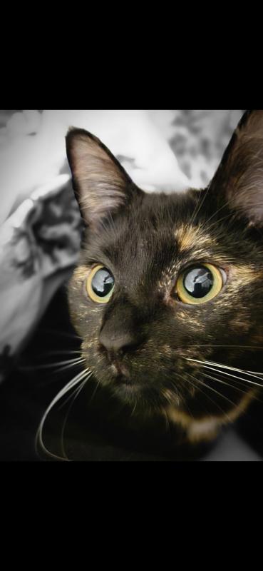 Mysti
