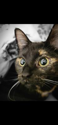 Mysti