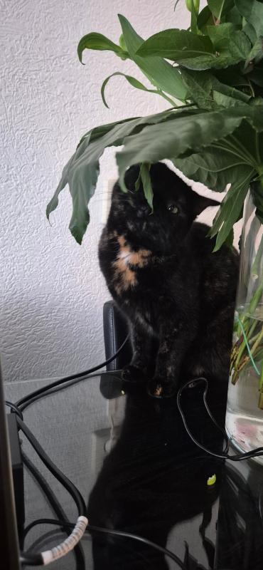 Mysti