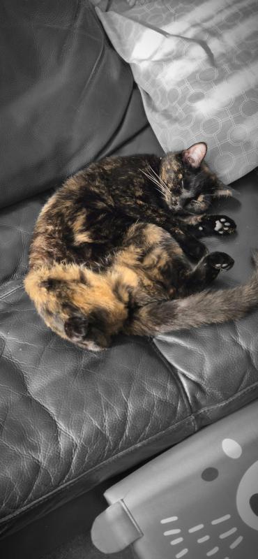 Mysti