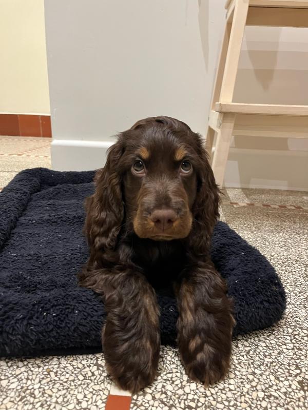 Otto