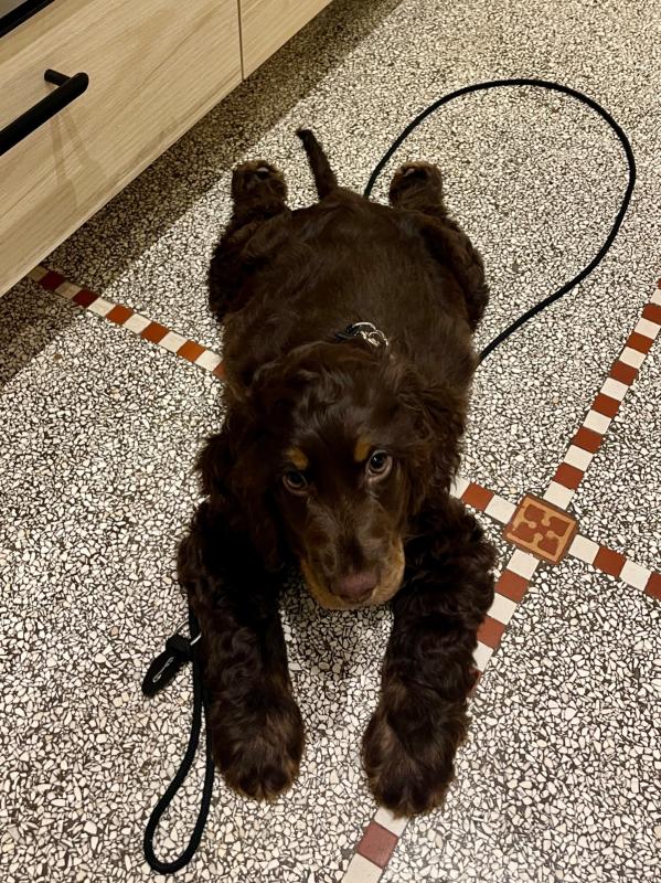 Otto