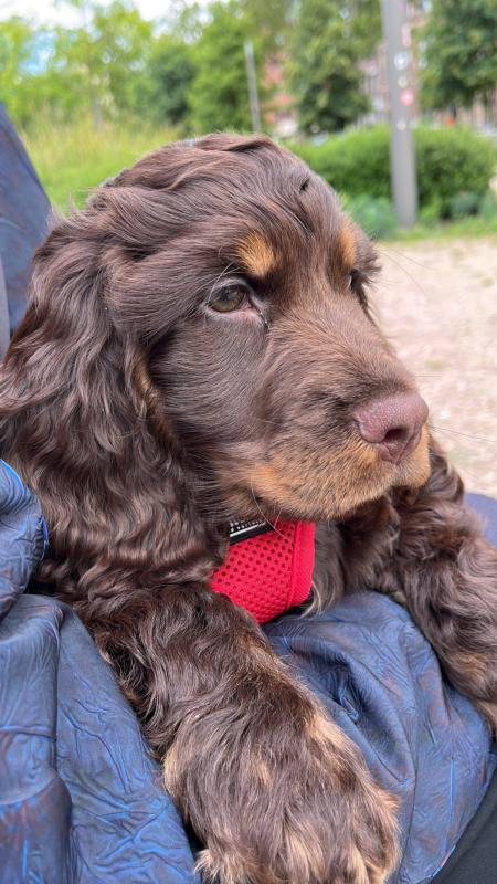 Otto