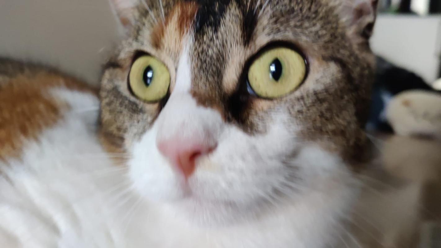Lola