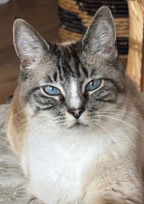 Sisi
