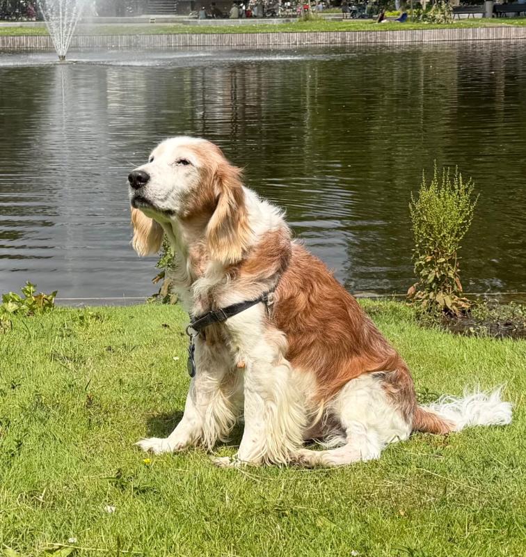 Chewey