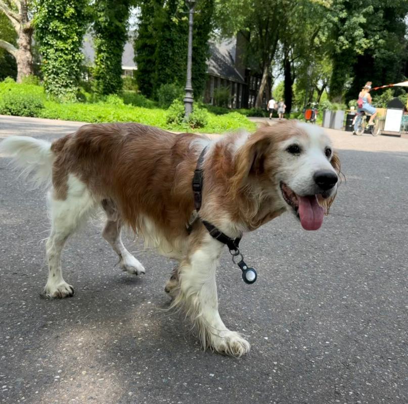 Chewey