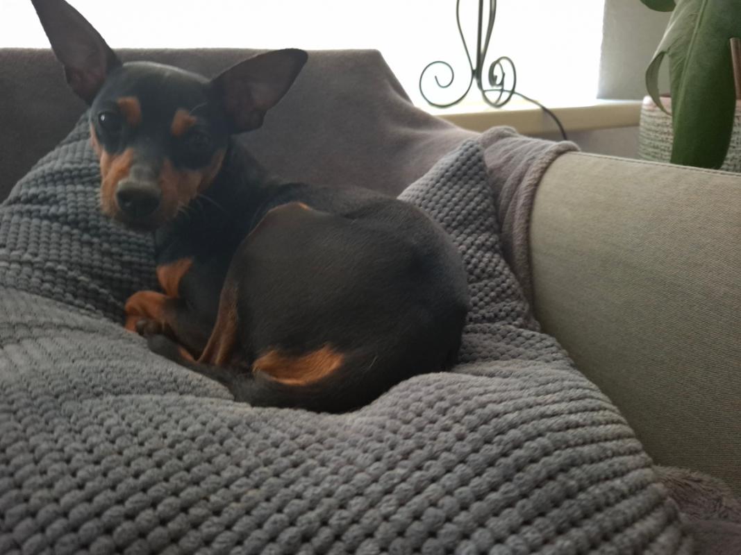 Otis