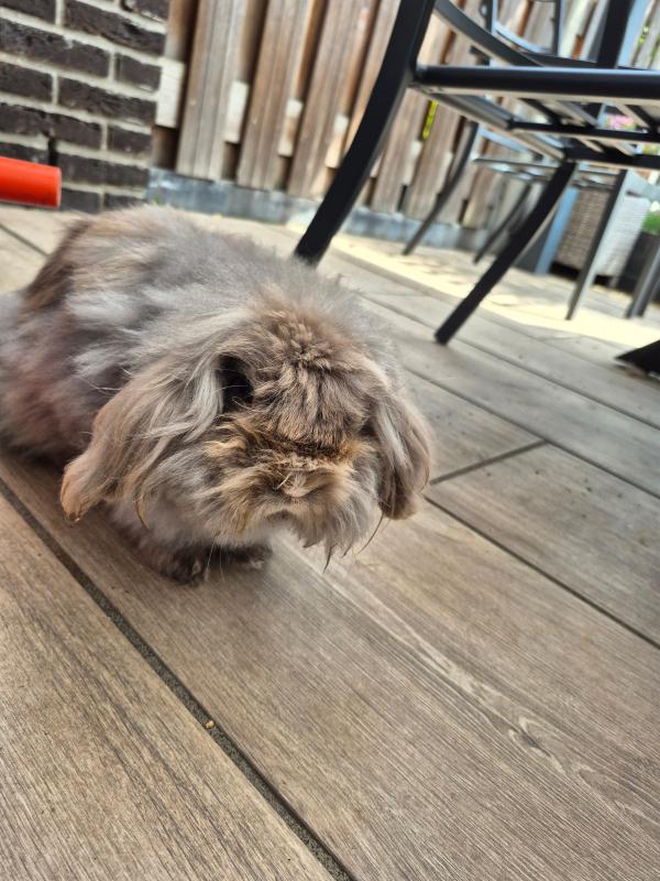 Snuffie