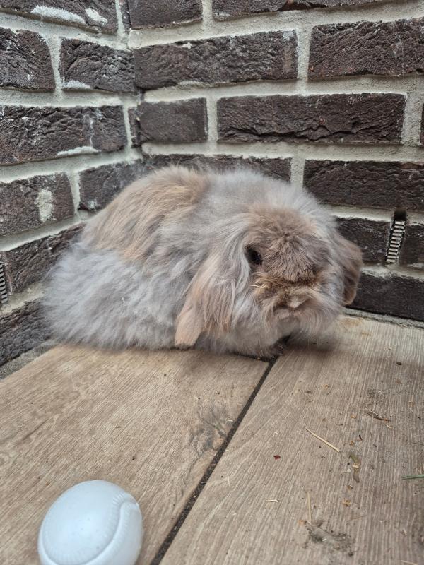 Snuffie