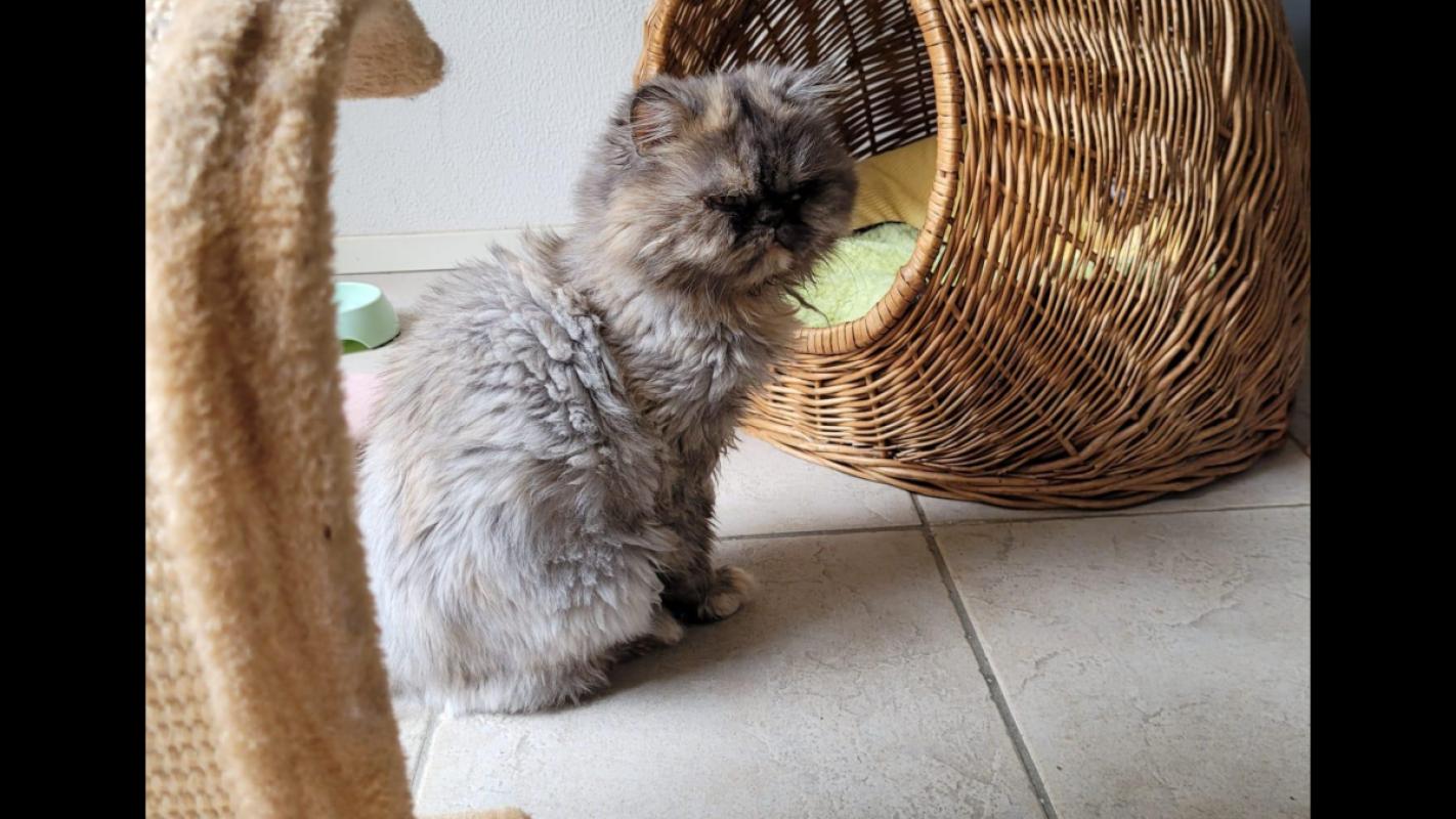 Kiki