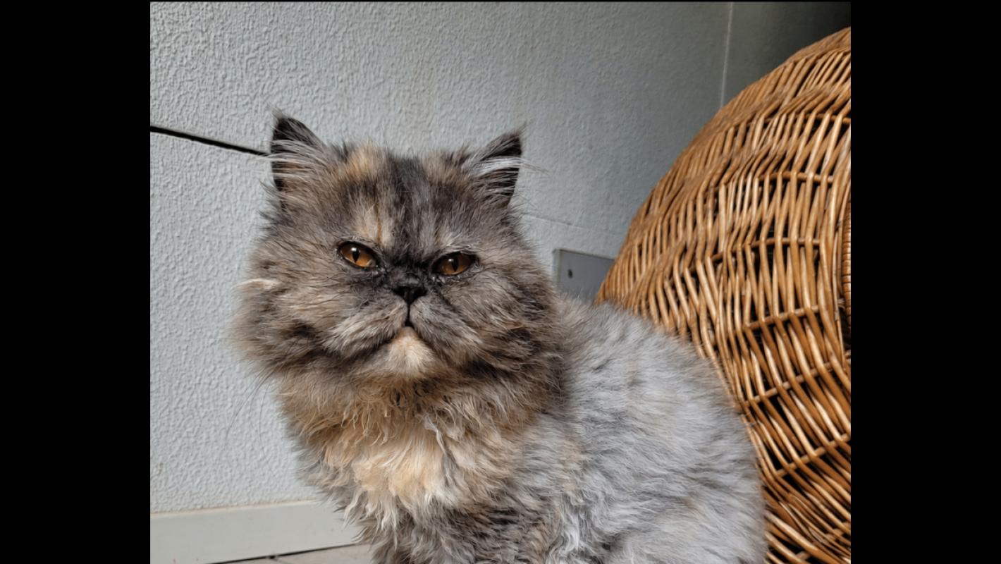 Kiki