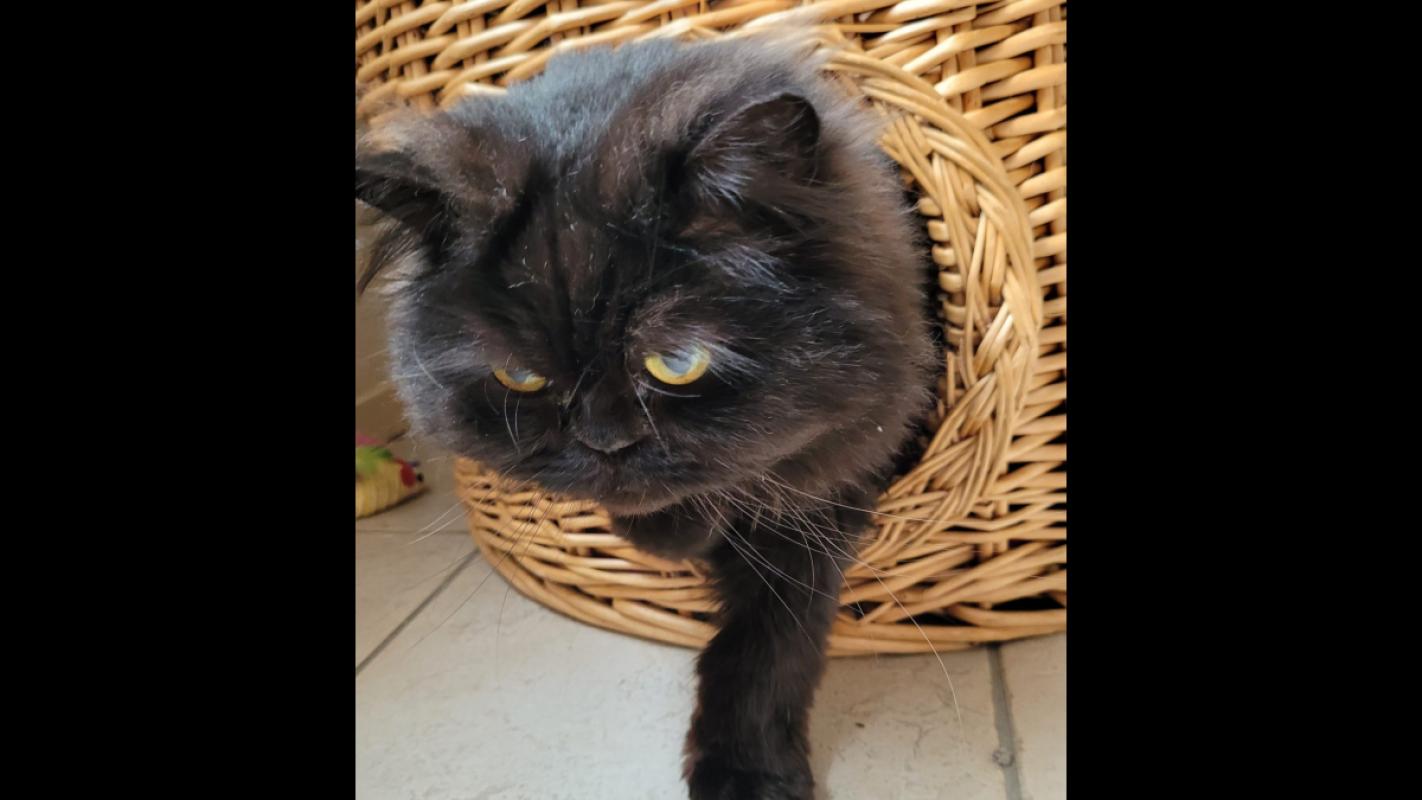 Simba