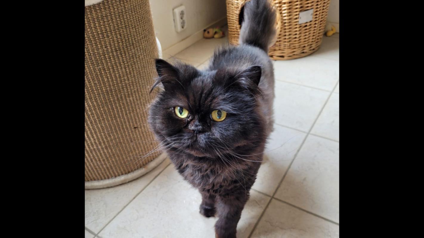 Simba