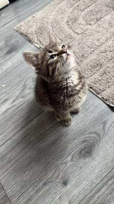 Zuko