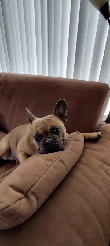 Bella