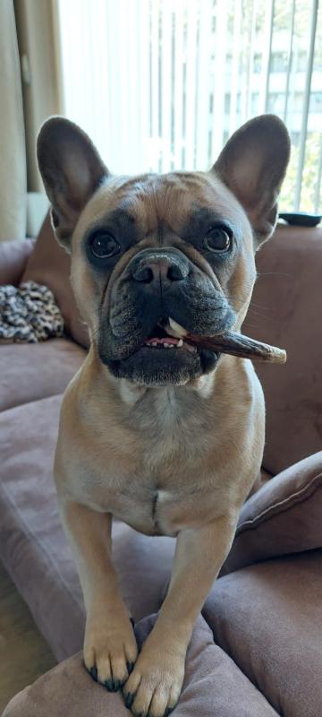 Bella