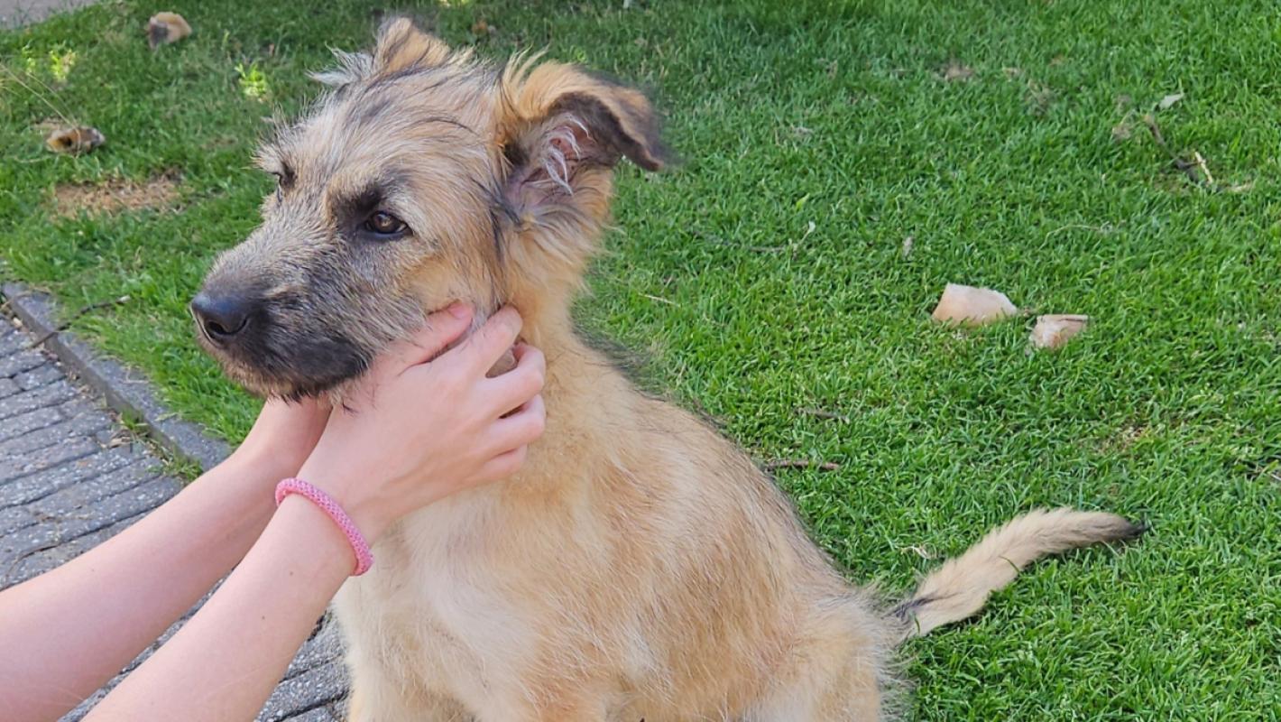 Zhiva