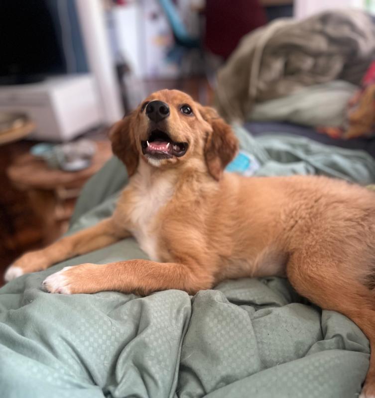 Daisy