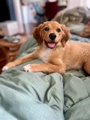 Daisy
