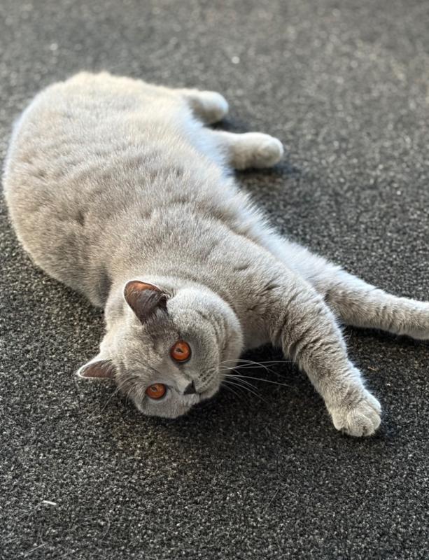 Marshmallow