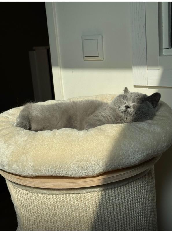 Marshmallow