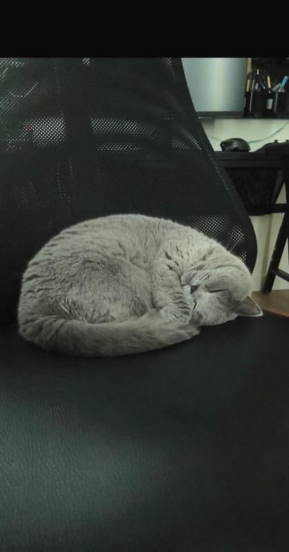 Marshmallow