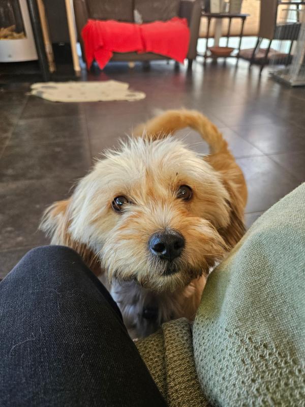 Rosie
