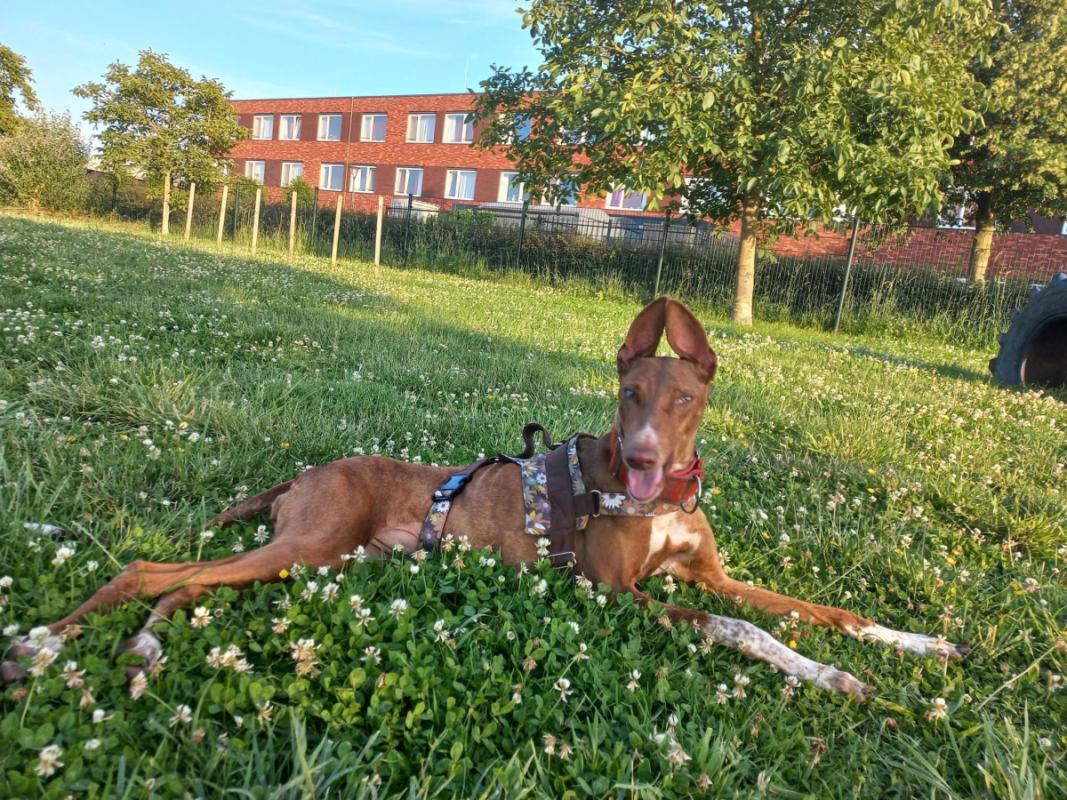 Ruda