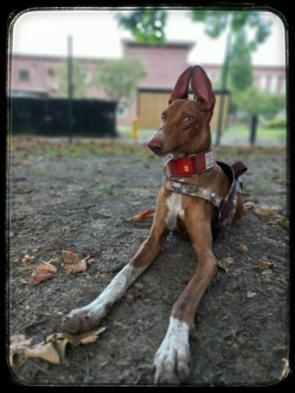 Ruda