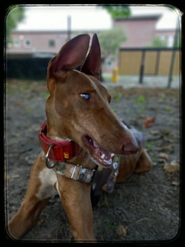 Ruda