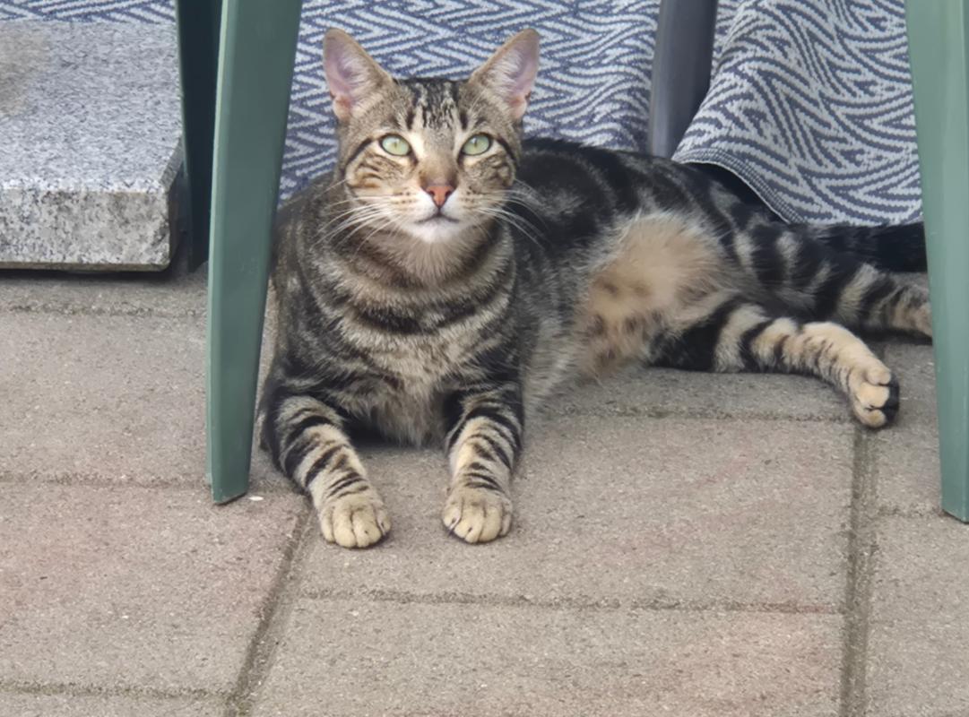 Chico