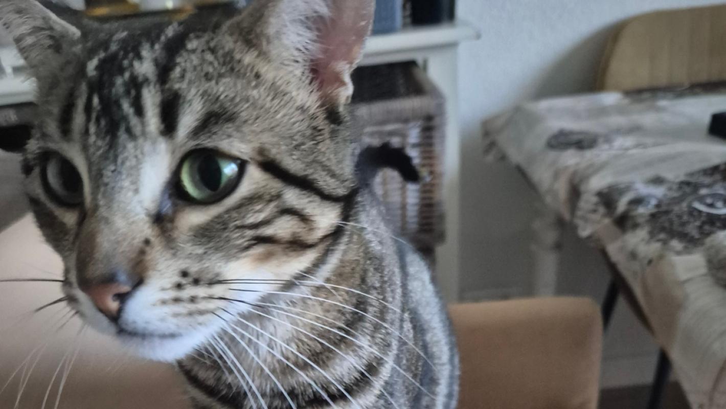 Chico