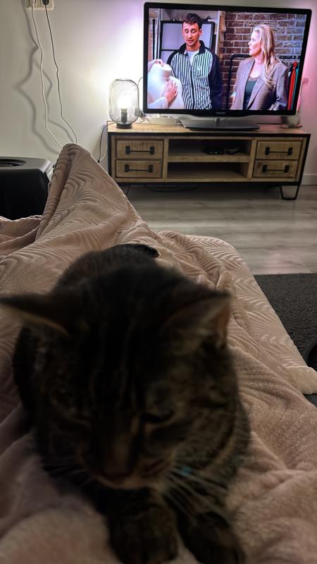Tijger