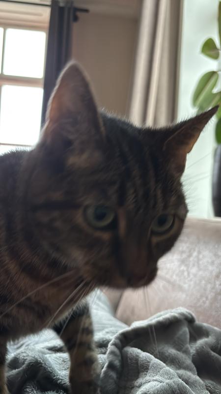 Tijger