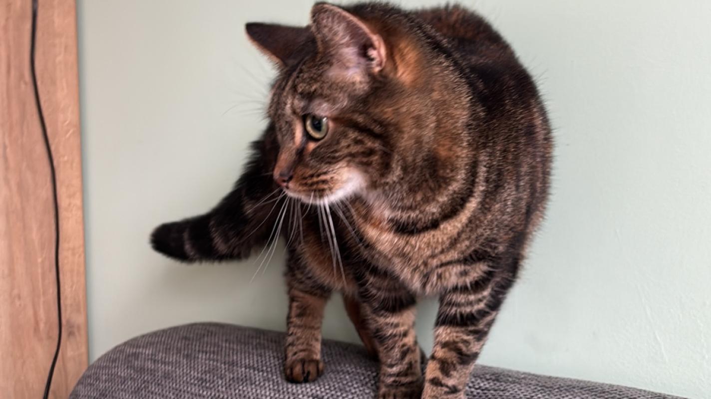 Tijger
