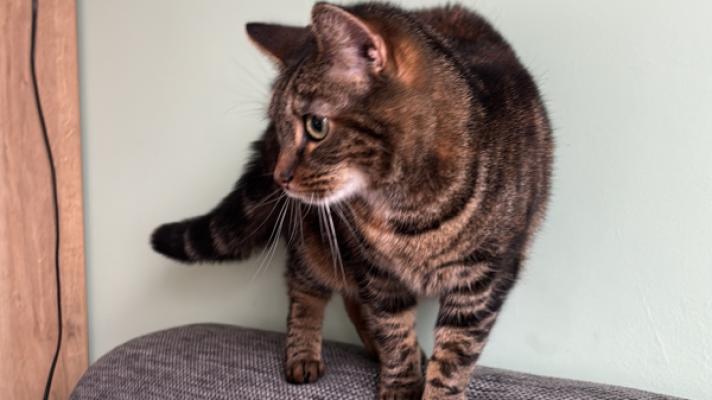 Tijger