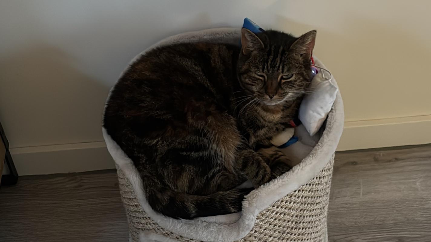 Tijger