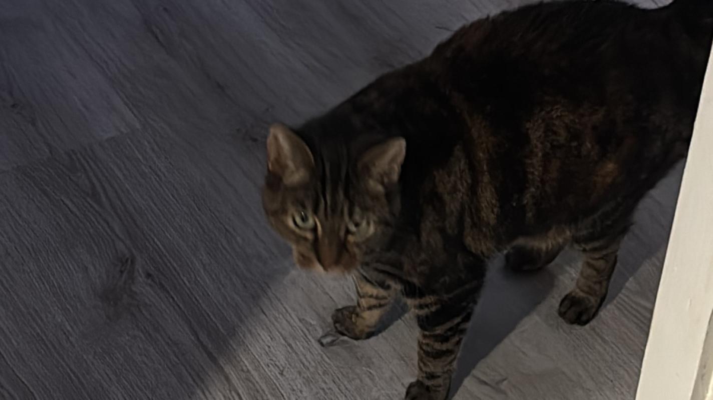 Tijger