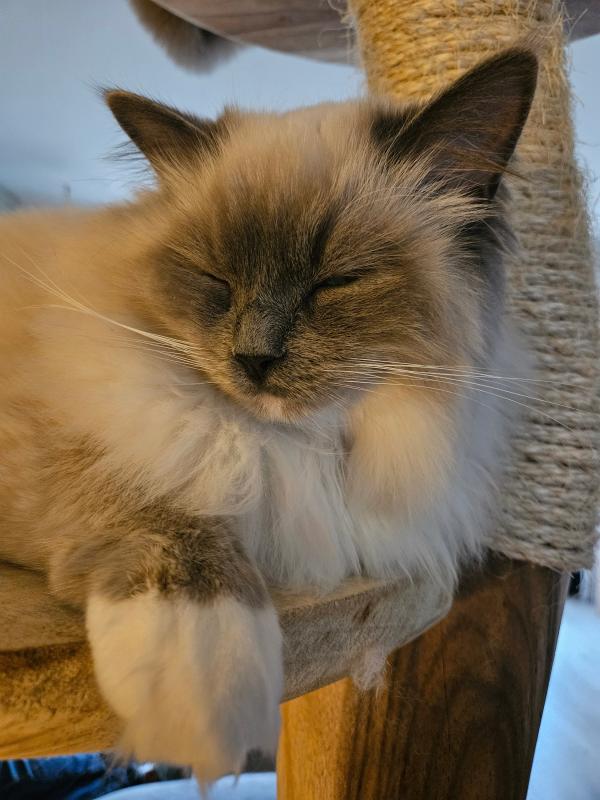 Neela