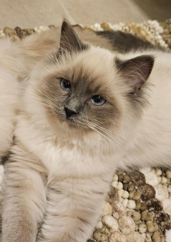 Neela