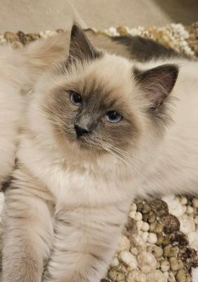 Neela