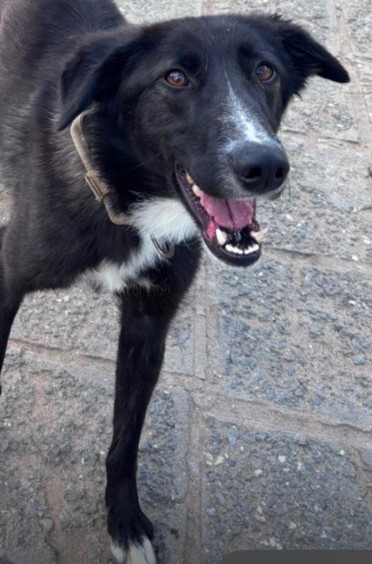 Balou
