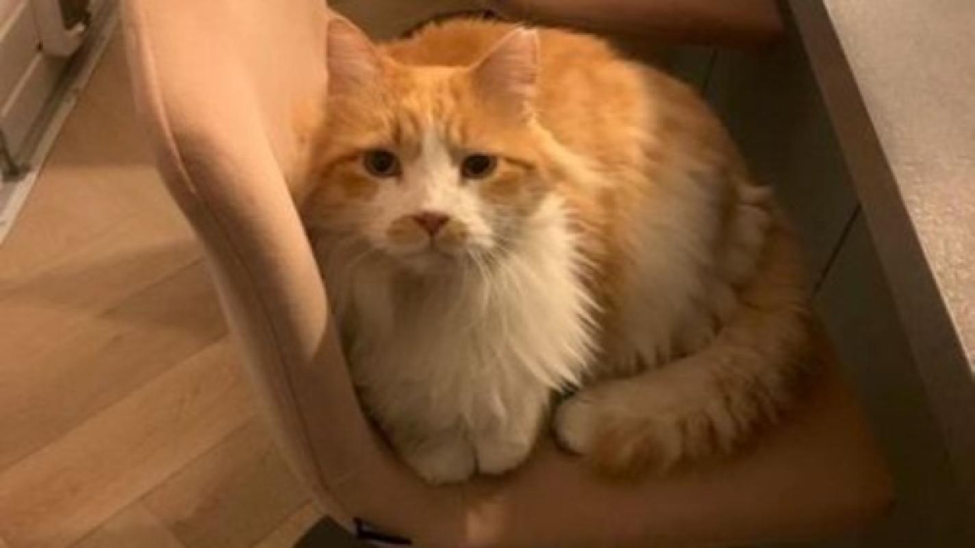 Aslan