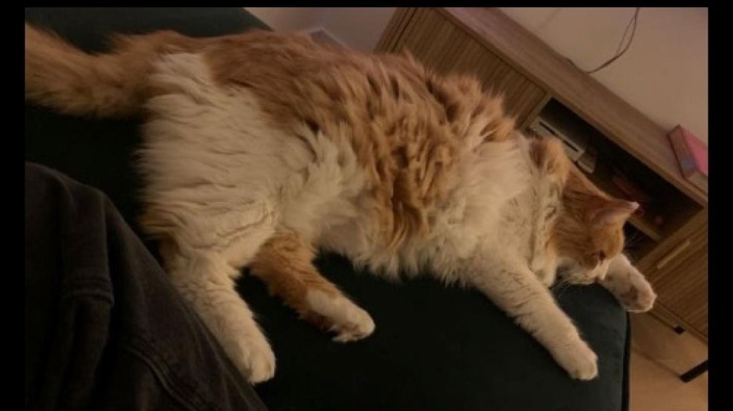 Aslan