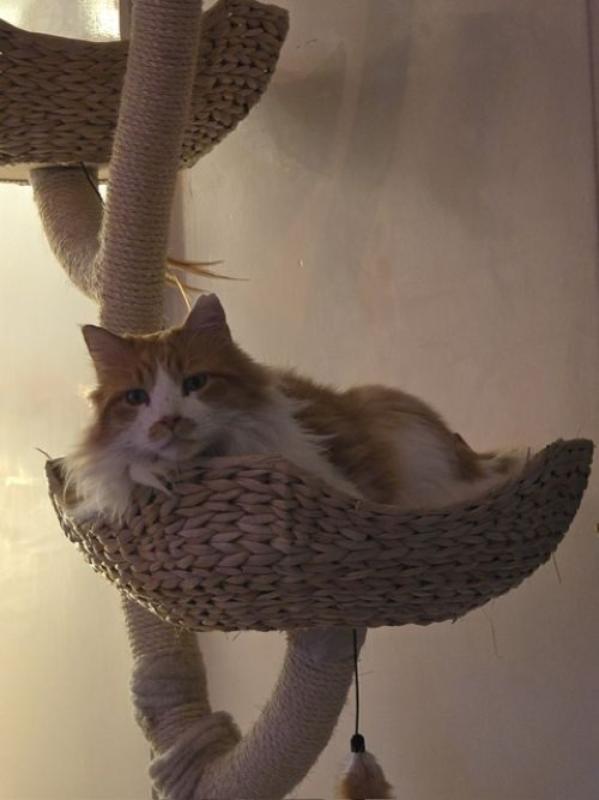 Aslan