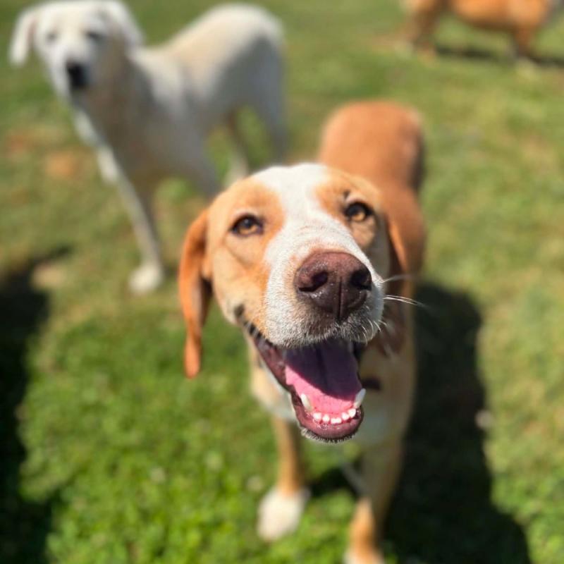 Zhucko