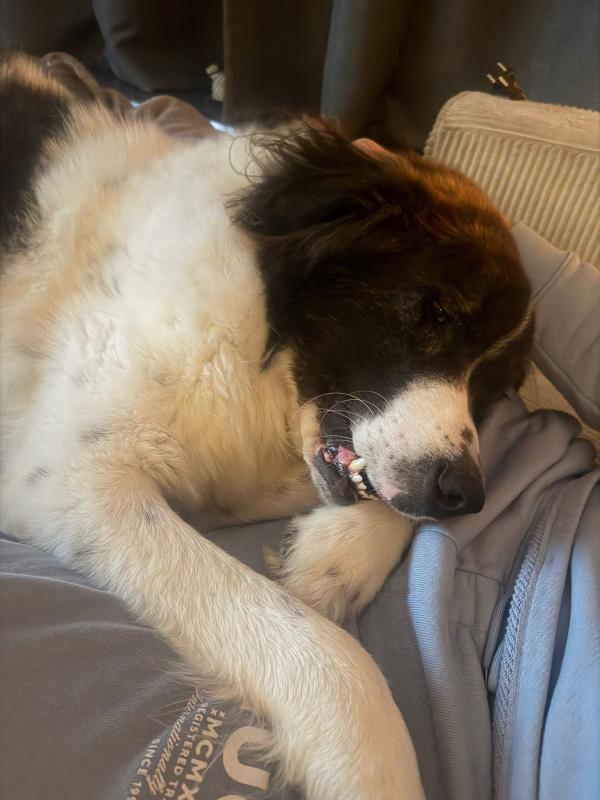 Karel