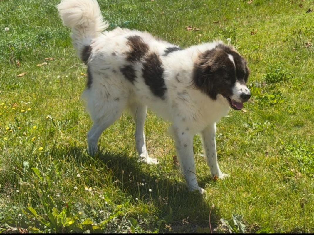 Karel
