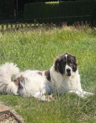 Karel